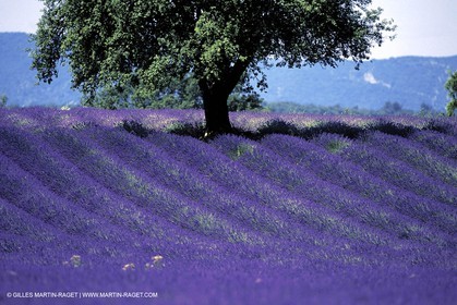 Lavander fields