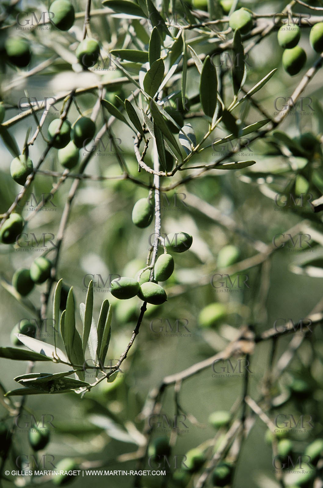 olive0099.jpg